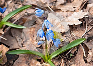 Blue snowdrop flower on the forest floor
