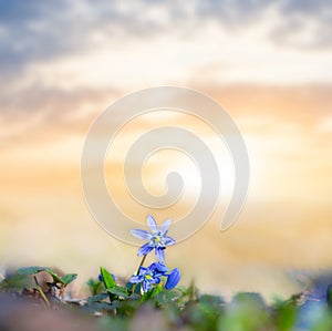 Blue snowdrop scilla flower on a sunset background