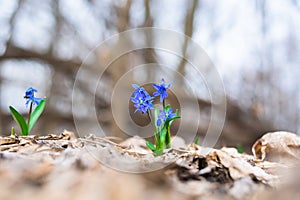 Blue snowdrop in the spring forest. fresh wild flower. flora of spring . close up