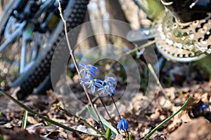 Blue snowdrops blossom spring flowers bicycle ride