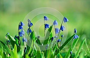 Blue snowdrops flowers and dew drops in spring garden