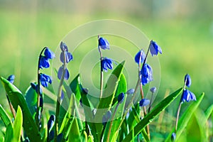 Blue snowdrops flowers and dew drops on spring meadow