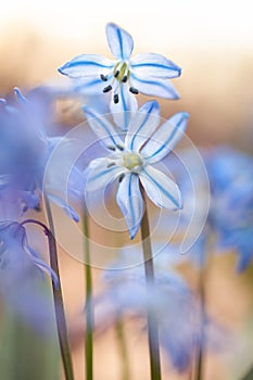 Blue snowdrops Scilla in the spring forest