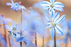 Blue snowdrops Scilla in the spring forest