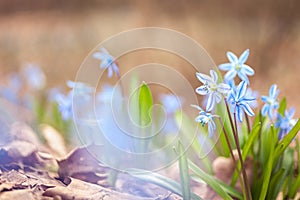 Blue snowdrops Scilla in the spring forest