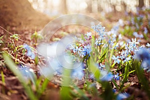 Blue snowdrops Scilla in the spring forest