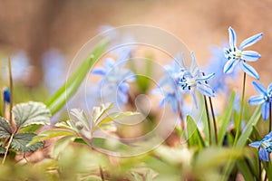 Blue snowdrops Scilla in the spring forest