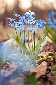 Blue snowdrops Scilla in the spring forest