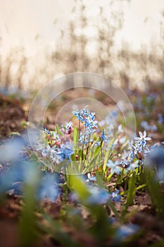 Blue snowdrops Scilla in the spring forest