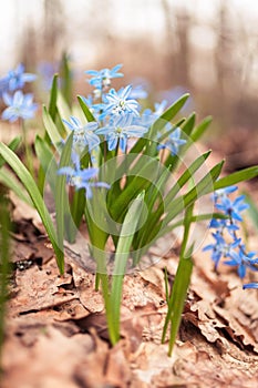 Blue snowdrops Scilla in the spring forest