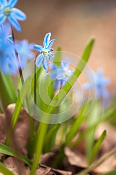 Blue snowdrops Scilla in the spring forest