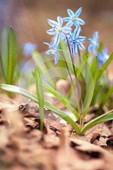 Blue snowdrops Scilla in the spring forest