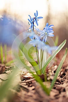 Blue snowdrops Scilla in the spring forest