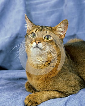 Blue Somali Domestic Cat laying against Blue background