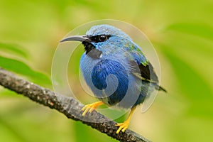 Blue songbird in the nature habitat. Beautiful blue exotic tropic blue bird with yellow leg, Nicaragua. Shining Honeycreeper, Cyan