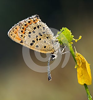 Blue Sooty Copper (Lycaena tityrus) covered