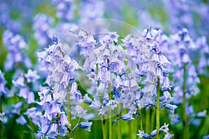 Blue Spanish bluebell Hyacinthoides hispanica flowers in the field