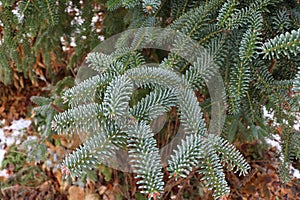 Blue Spanish Fir branch - Latin name - Abies pinsapo Glauca