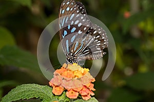 A blue speckled falter sitting directly on an orange blossom drinking nectar with its proboscis