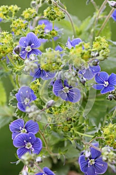 Blue speedwell and alchemilla, healing plants
