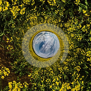 Blue sphere little planet inside yellow flowers rapeseed round frame background
