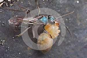 A blue spider wasp with prey