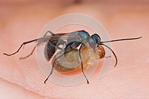 A blue spider wasp with prey