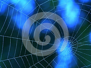 Blue spider web photo