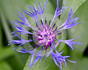 Blue spidery flower with reddish centre of Mountain Bluet