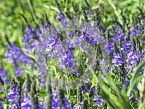 Blue Spike speedwell blooming in a sunny garden photo
