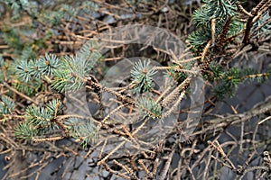 Blue spiny branches ate with showered needles. Fungal disease fusariosis