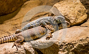 Blue Spiny Lizard and one Gila Monster