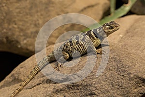 Blue spiny lizard Sceloporus serrifer.