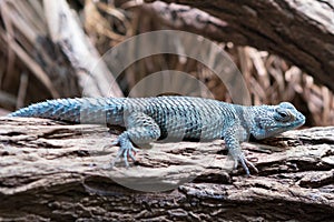 Blue spiny lizard Sceloporus serrifer cyanogenys