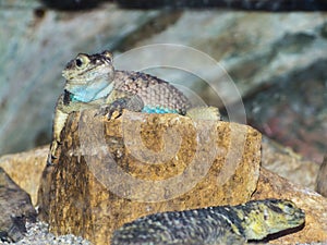 Blue spiny lizard is sitting on a rock