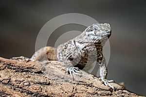 Blue spiny lizards, Sceloporus cyanogenys