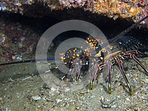 A Blue Spiny Lobster Panulirus inflatus in Baja California