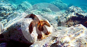 Blue spiny starfish - Coscinasterias tenuispina