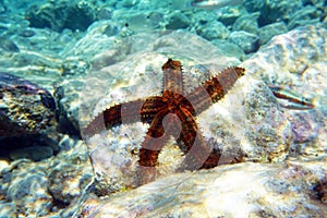 Blue spiny starfish - Coscinasterias tenuispina