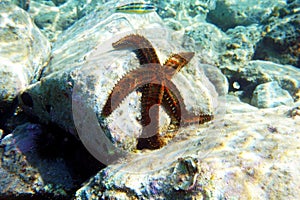 Blue spiny starfish - Coscinasterias tenuispina