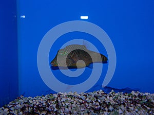 Blue Spot Puffer Canthigaster compressa photo