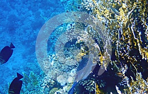 Blue spotted boxfish over beige coral reef