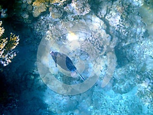 Blue spotted boxfish over beige coral reef