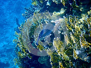 Blue spotted boxfish over beige coral reef