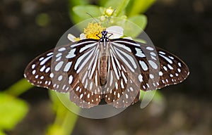 Elegant Rest of a Blue-Spotted Butterfly on a Flower