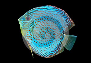 Blue spotted fish Discus