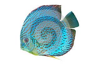 Blue spotted fish Discus