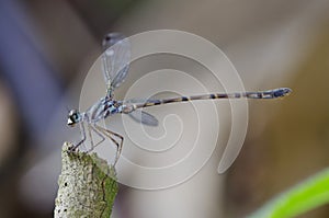 Blue-spotted Flatwing damselfly Podolestes orienta