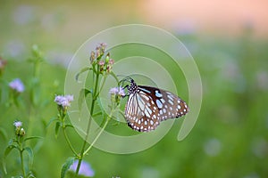 Blue spotted milkweed butterfly or danainae or milkweed butterfly feeding on the flower plants