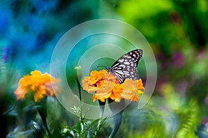 Blue spotted milkweed butterfly or danainae or milkweed butterfly feeding on the flower plants